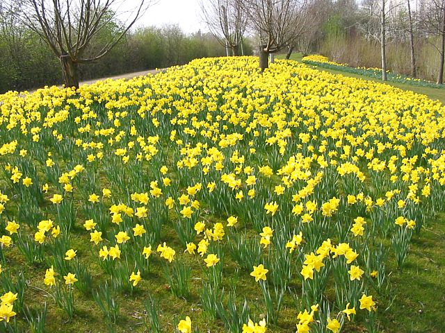 Daffodils.jpeg