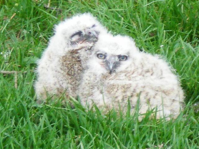 owlets.jpg